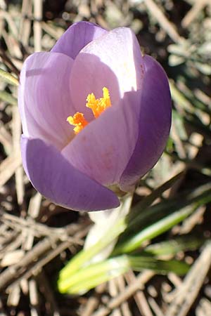 Crocus sieberi subsp. atticus \ Attischer Zwerg-Krokus / Attic Snow Crocus, GR Parnitha 22.3.2019