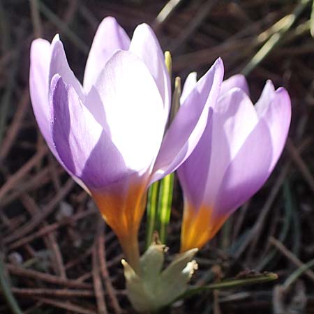 Crocus sieberi subsp. atticus \ Attischer Zwerg-Krokus / Attic Snow Crocus, GR Parnitha 22.3.2019