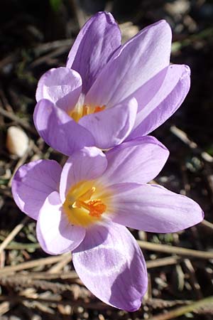 Crocus sieberi subsp. atticus \ Attischer Zwerg-Krokus / Attic Snow Crocus, GR Parnitha 22.3.2019