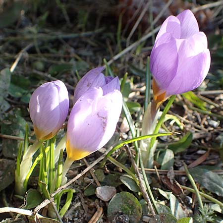 Crocus sieberi subsp. atticus \ Attischer Zwerg-Krokus / Attic Snow Crocus, GR Parnitha 22.3.2019