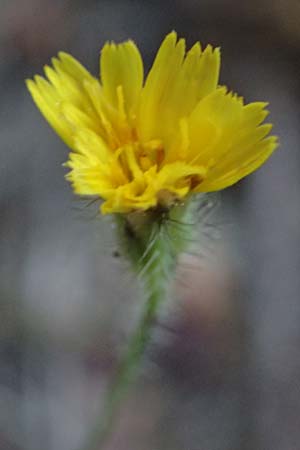 Crepis neglecta subsp. corymbosa \ Doldiger Pippau / Corymbose Hawk's-Beard, GR Hymettos 13.4.2024