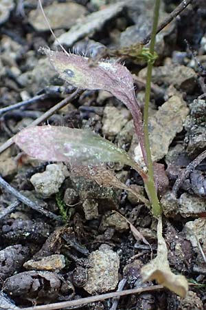 Crepis neglecta subsp. corymbosa \ Doldiger Pippau / Corymbose Hawk's-Beard, GR Hymettos 13.4.2024