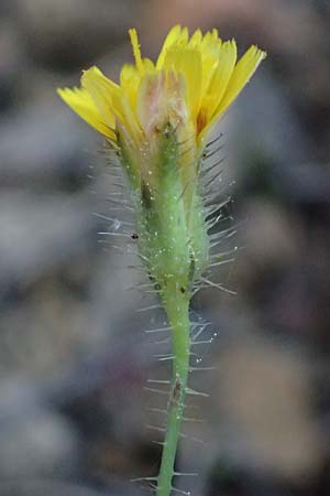 Crepis neglecta subsp. corymbosa \ Doldiger Pippau / Corymbose Hawk's-Beard, GR Hymettos 13.4.2024