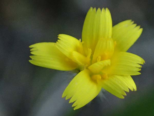 Crepis neglecta subsp. corymbosa \ Doldiger Pippau / Corymbose Hawk's-Beard, GR Hymettos 13.4.2024