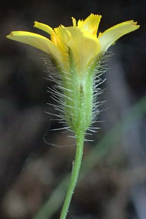 Crepis neglecta subsp. corymbosa \ Doldiger Pippau / Corymbose Hawk's-Beard, GR Hymettos 13.4.2024