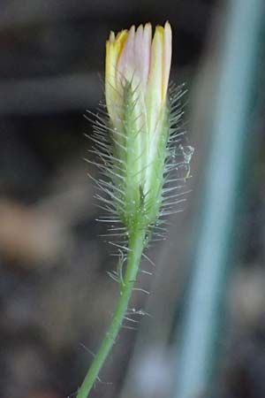 Crepis neglecta subsp. corymbosa \ Doldiger Pippau / Corymbose Hawk's-Beard, GR Hymettos 13.4.2024