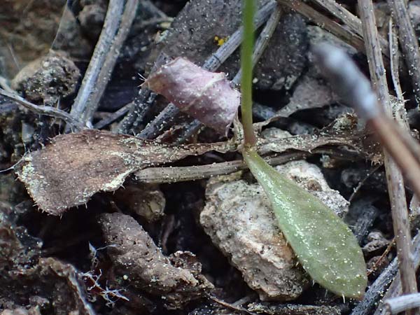 Crepis neglecta subsp. corymbosa \ Doldiger Pippau / Corymbose Hawk's-Beard, GR Hymettos 13.4.2024