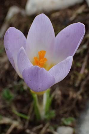 Crocus sieberi subsp. sublimis \ Griechischer Zwerg-Krokus / Snow Crocus, GR Peloponnes, Chelmos 18.5.2024