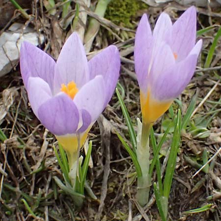 Crocus sieberi subsp. sublimis \ Griechischer Zwerg-Krokus / Snow Crocus, GR Peloponnes, Chelmos 18.5.2024