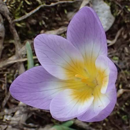 Crocus sieberi subsp. sublimis \ Griechischer Zwerg-Krokus / Snow Crocus, GR Peloponnes, Chelmos 18.5.2024