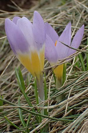 Crocus sieberi subsp. sublimis \ Griechischer Zwerg-Krokus / Snow Crocus, GR Peloponnes, Chelmos 18.5.2024