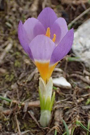 Crocus sieberi subsp. sublimis \ Griechischer Zwerg-Krokus / Snow Crocus, GR Peloponnes, Chelmos 18.5.2024