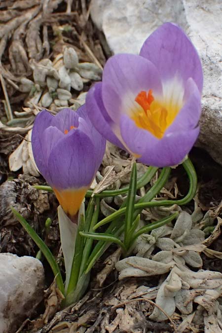 Crocus sieberi subsp. sublimis \ Griechischer Zwerg-Krokus / Snow Crocus, GR Peloponnes, Chelmos 18.5.2024
