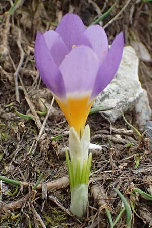 Crocus sieberi subsp. sublimis \ Griechischer Zwerg-Krokus / Snow Crocus, GR Peloponnes, Chelmos 18.5.2024