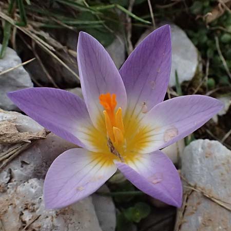 Crocus sieberi subsp. sublimis \ Griechischer Zwerg-Krokus / Snow Crocus, GR Peloponnes, Chelmos 18.5.2024