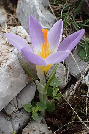 Crocus sieberi subsp. sublimis \ Griechischer Zwerg-Krokus / Snow Crocus, GR Peloponnes, Chelmos 18.5.2024