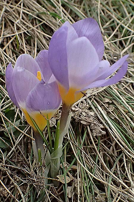 Crocus sieberi subsp. sublimis \ Griechischer Zwerg-Krokus / Snow Crocus, GR Peloponnes, Chelmos 18.5.2024