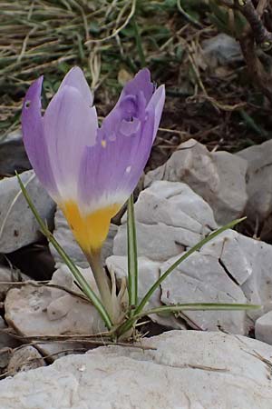 Crocus sieberi subsp. sublimis \ Griechischer Zwerg-Krokus / Snow Crocus, GR Peloponnes, Chelmos 18.5.2024