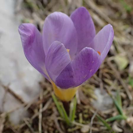 Crocus sieberi subsp. sublimis \ Griechischer Zwerg-Krokus / Snow Crocus, GR Peloponnes, Chelmos 18.5.2024