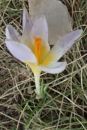 Crocus sieberi subsp. sublimis \ Griechischer Zwerg-Krokus / Snow Crocus, GR Peloponnes, Chelmos 18.5.2024