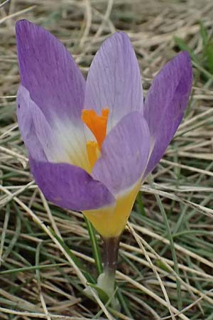 Crocus sieberi subsp. sublimis \ Griechischer Zwerg-Krokus / Snow Crocus, GR Peloponnes, Chelmos 18.5.2024