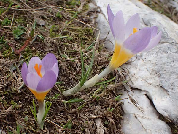 Crocus sieberi subsp. sublimis \ Griechischer Zwerg-Krokus / Snow Crocus, GR Peloponnes, Chelmos 18.5.2024