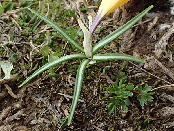 Crocus sieberi subsp. sublimis \ Griechischer Zwerg-Krokus / Snow Crocus, GR Peloponnes, Chelmos 18.5.2024