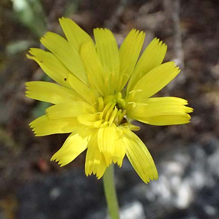 Leontodon graecus \ Griechischer Krauser Lwenzahn / Greek Hawkbit, GR Peloponnes, Saitas 19.5.2024