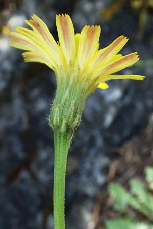 Leontodon graecus \ Griechischer Krauser Lwenzahn / Greek Hawkbit, GR Peloponnes, Saitas 19.5.2024