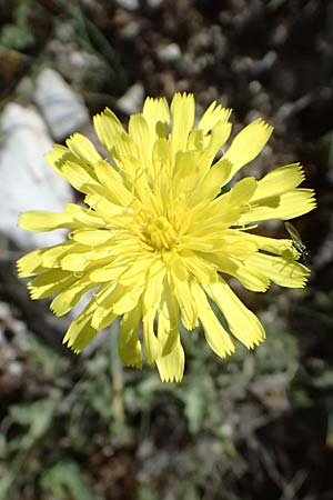 Leontodon graecus \ Griechischer Krauser Lwenzahn / Greek Hawkbit, GR Peloponnes, Saitas 19.5.2024