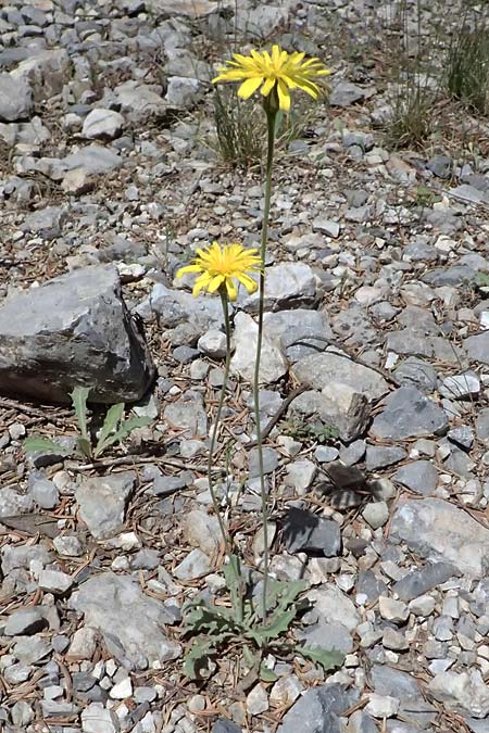 Leontodon graecus \ Griechischer Krauser Lwenzahn / Greek Hawkbit, GR Peloponnes, Saitas 19.5.2024