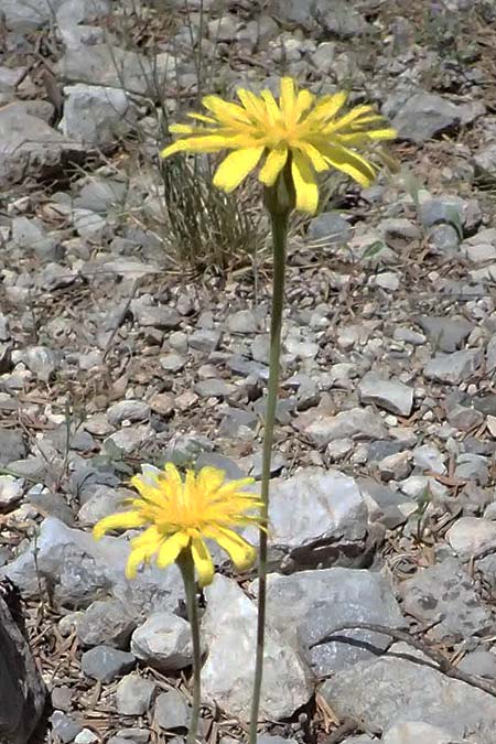 Leontodon graecus \ Griechischer Krauser Lwenzahn / Greek Hawkbit, GR Peloponnes, Saitas 19.5.2024