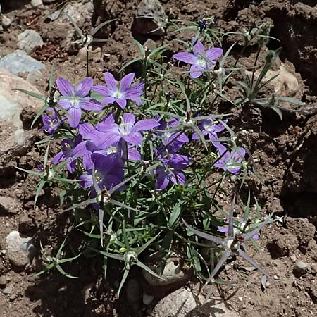 Campanula ramosissima \ Verzweigte Glockenblume / Branched Bellflower, GR Peloponnes, Diakopto 20.5.2024