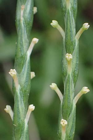 Crucianella latifolia \ Breitbl&auml;ttriges Kreuzblatt / Broad-Leaved Crosswort, GR Peloponnes, Kalavryta 20.5.2024
