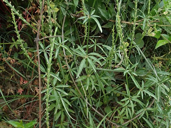 Crucianella latifolia \ Breitbl&auml;ttriges Kreuzblatt / Broad-Leaved Crosswort, GR Peloponnes, Kalavryta 20.5.2024