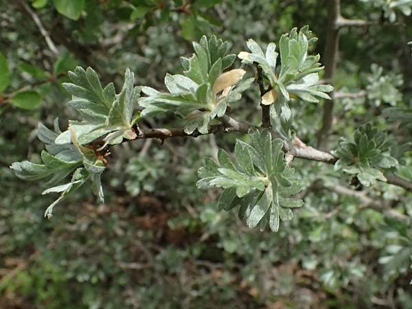 Crataegus pycnoloba \ Kleinlappiger Wei�dorn / Small-Lobed Hawthorn, GR Peloponnes, Mt. Kyllini, Ziria 21.5.2024