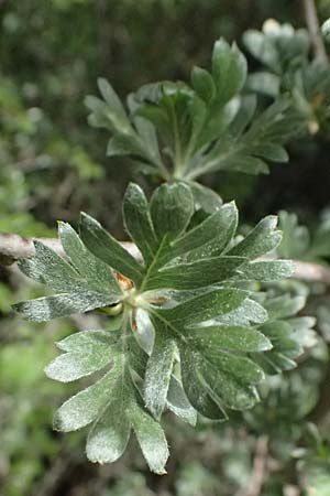 Crataegus pycnoloba \ Kleinlappiger Wei�dorn / Small-Lobed Hawthorn, GR Peloponnes, Mt. Kyllini, Ziria 21.5.2024
