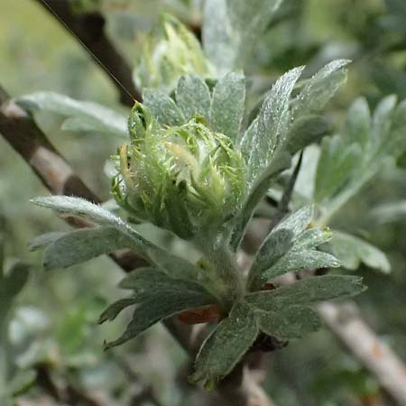 Crataegus pycnoloba \ Kleinlappiger Wei�dorn / Small-Lobed Hawthorn, GR Peloponnes, Mt. Kyllini, Ziria 21.5.2024