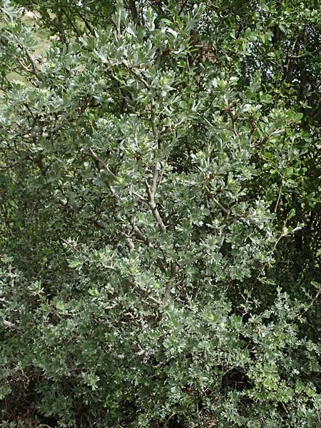 Crataegus pycnoloba \ Kleinlappiger Wei�dorn / Small-Lobed Hawthorn, GR Peloponnes, Mt. Kyllini, Ziria 21.5.2024