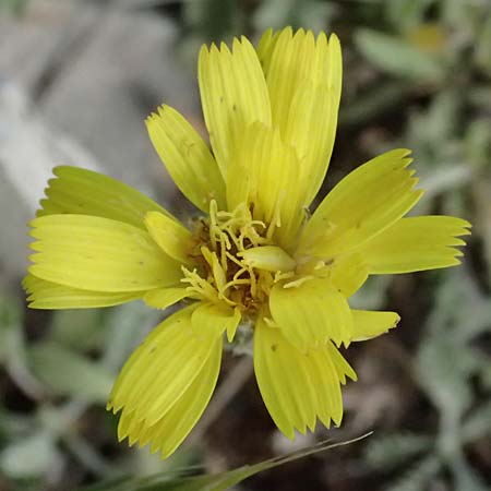 Leontodon graecus \ Griechischer Krauser Lwenzahn / Greek Hawkbit, GR Peloponnes, Mt. Kyllini, Ziria 21.5.2024