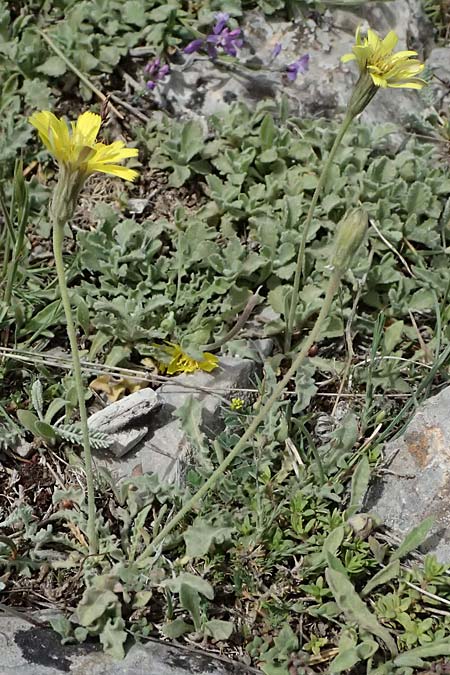 Leontodon graecus \ Griechischer Krauser Lwenzahn / Greek Hawkbit, GR Peloponnes, Mt. Kyllini, Ziria 21.5.2024