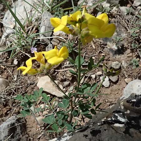 Coronilla repanda \ Gekr�mmtfr�chtige Kronwicke / Wavy-Leaved Scorpion Vetch, GR Peloponnes, Mt. Kyllini, Ziria 21.5.2024