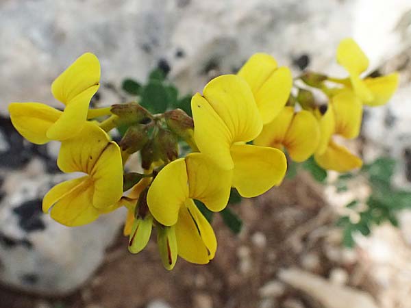 Coronilla repanda \ Gekr�mmtfr�chtige Kronwicke / Wavy-Leaved Scorpion Vetch, GR Peloponnes, Mt. Kyllini, Ziria 21.5.2024