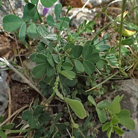 Coronilla repanda \ Gekr�mmtfr�chtige Kronwicke / Wavy-Leaved Scorpion Vetch, GR Peloponnes, Mt. Kyllini, Ziria 21.5.2024