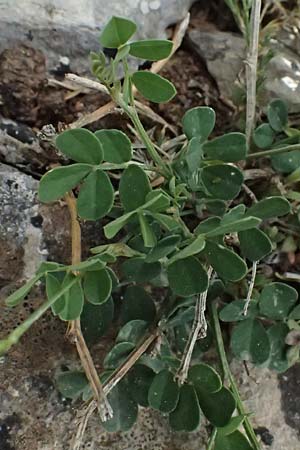 Coronilla repanda \ Gekr�mmtfr�chtige Kronwicke / Wavy-Leaved Scorpion Vetch, GR Peloponnes, Mt. Kyllini, Ziria 21.5.2024