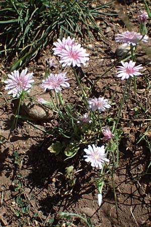 Crepis rubra \ Roter Pippau / Pink Hawk's-Beard, GR Peloponnes, Kalavryta 23.5.2024