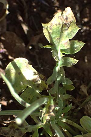 Crepis rubra \ Roter Pippau / Pink Hawk's-Beard, GR Peloponnes, Kalavryta 23.5.2024