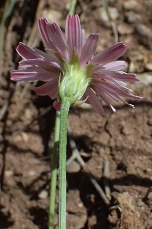 Crepis rubra \ Roter Pippau / Pink Hawk's-Beard, GR Peloponnes, Kalavryta 23.5.2024