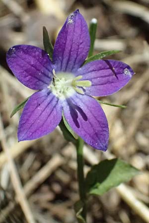 Campanula spatulata subsp. spruneriana \ Spruners Glockenblume / Spruner's Bellflower, GR Peloponnes, Taygetos, Kastania 28.5.2024