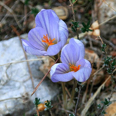 Crocus cancellatus subsp. mazziaricus \ Gitter-Herbst-Krokus / Mazziari's Autumn Crocus, GR Gerania - Gebirge/Mountains 29.11.2011 (Photo: Gisela Nikolopoulou)